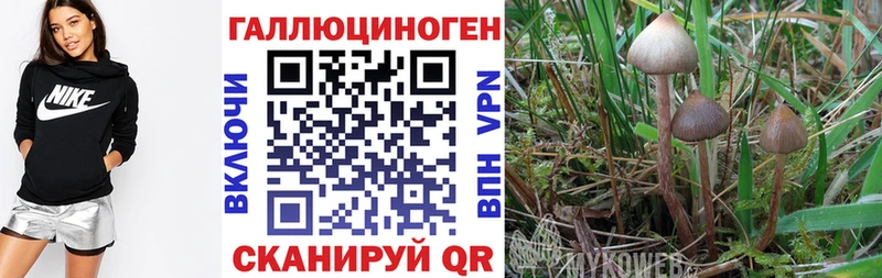 Галлюциногенные грибы Psilocybine cubensis Купить где Семикаракорск